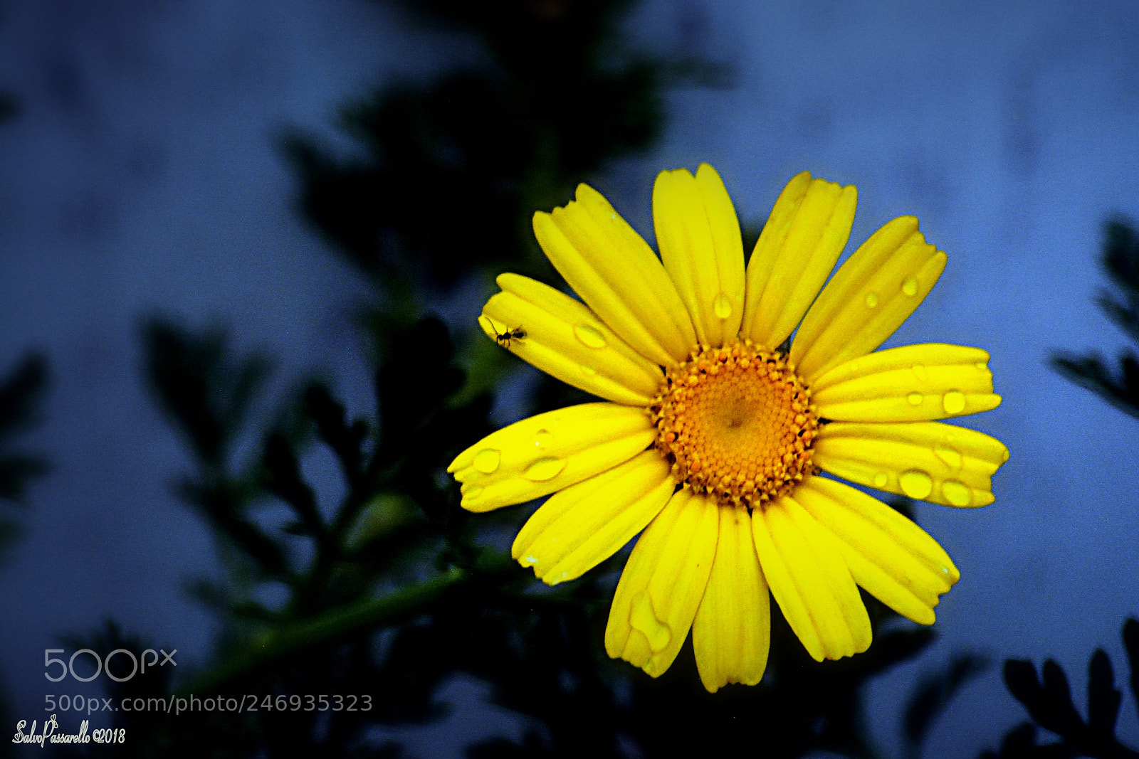 Nikon D5200 sample photo. After the rain #2 photography