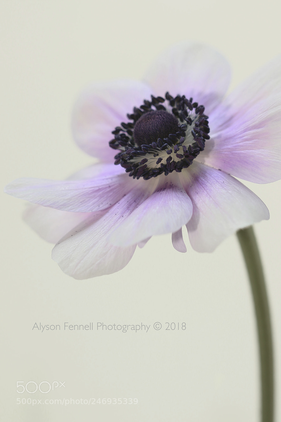 Canon EOS 7D Mark II sample photo. Pale purple anemone photography
