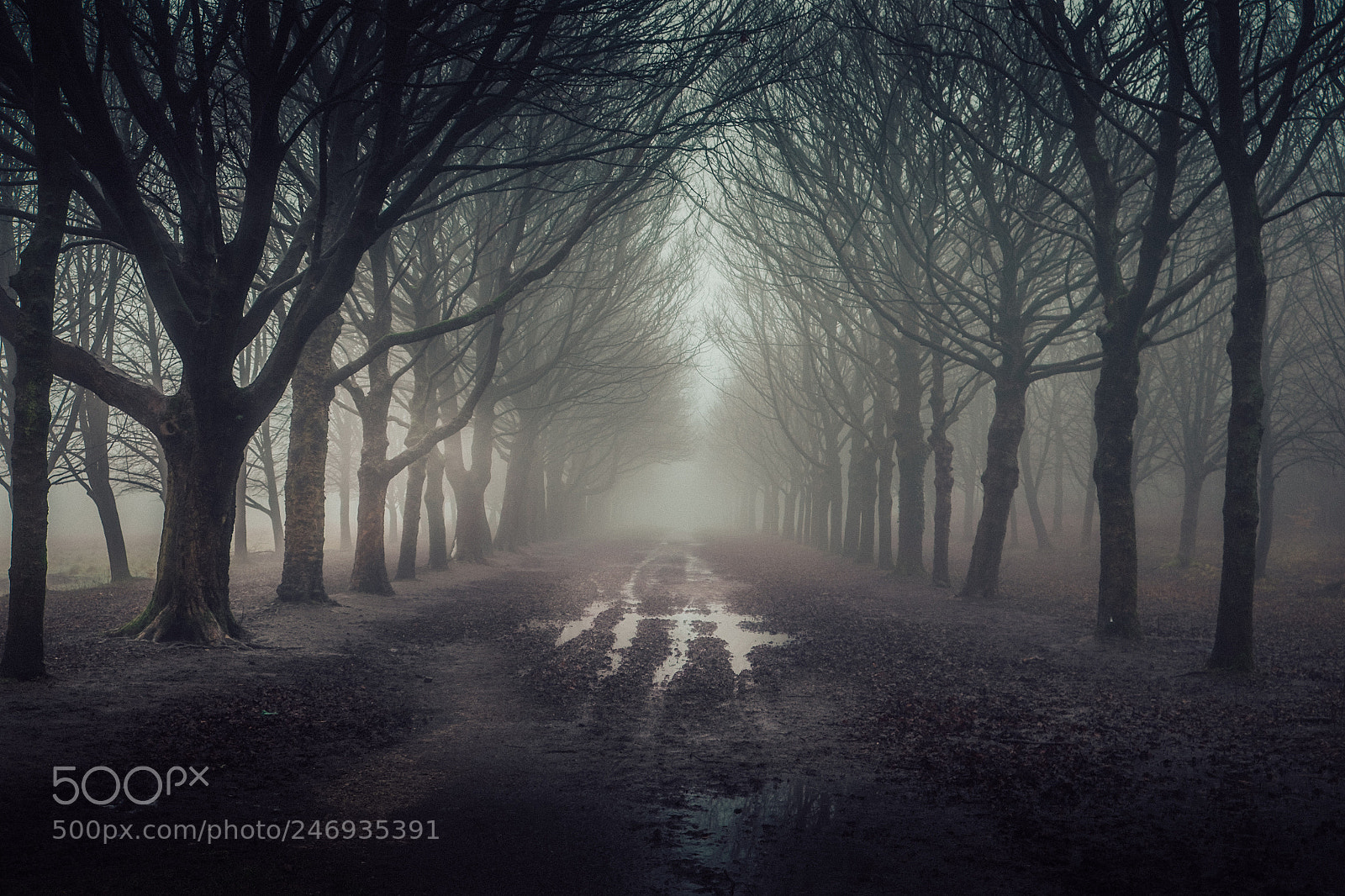 Fujifilm X-T10 sample photo. Into the mist photography