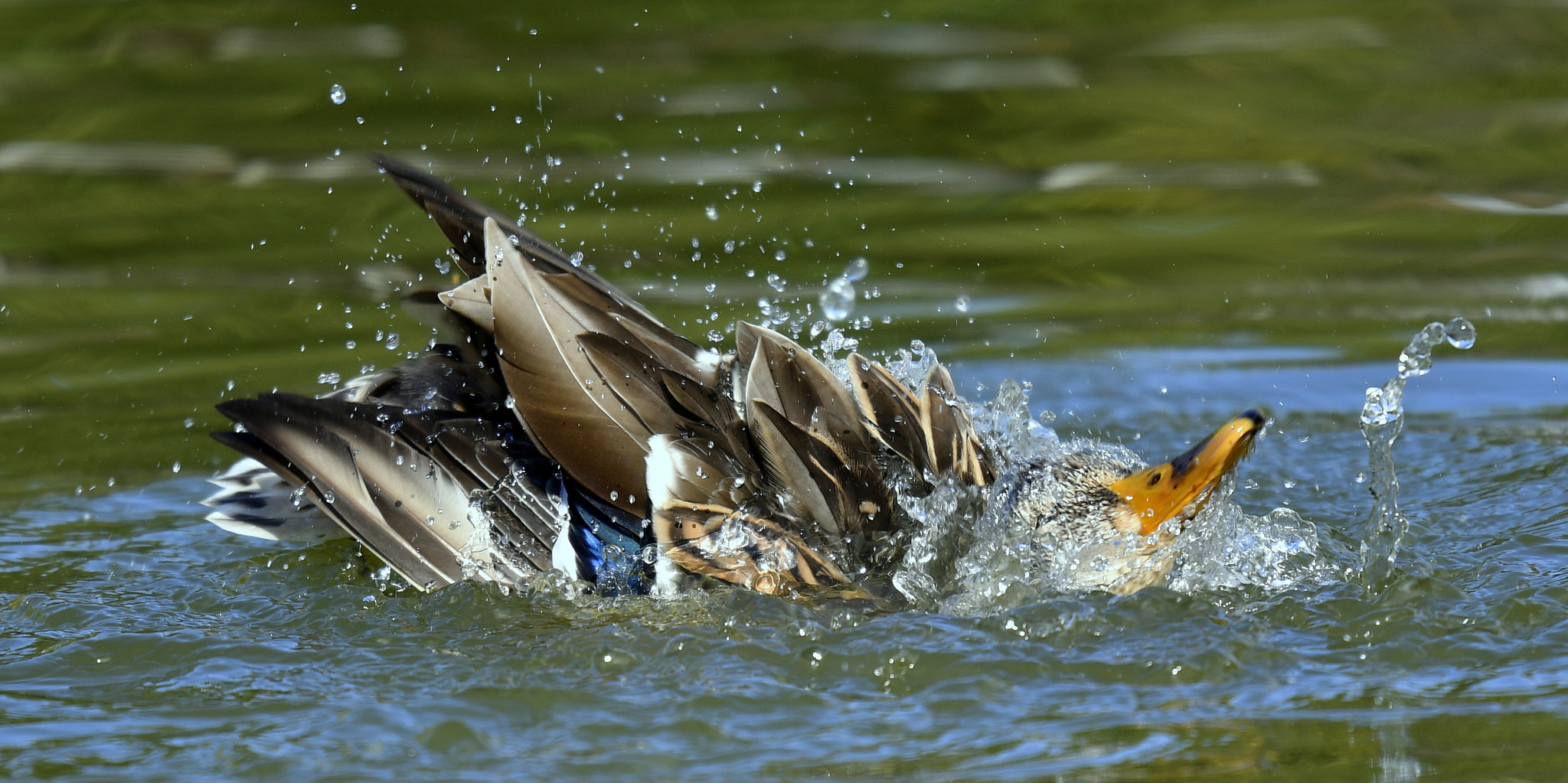 Nikon D500 + Nikon Nikkor AF-S 300mm F4E PF ED VR sample photo. Plume bath... photography