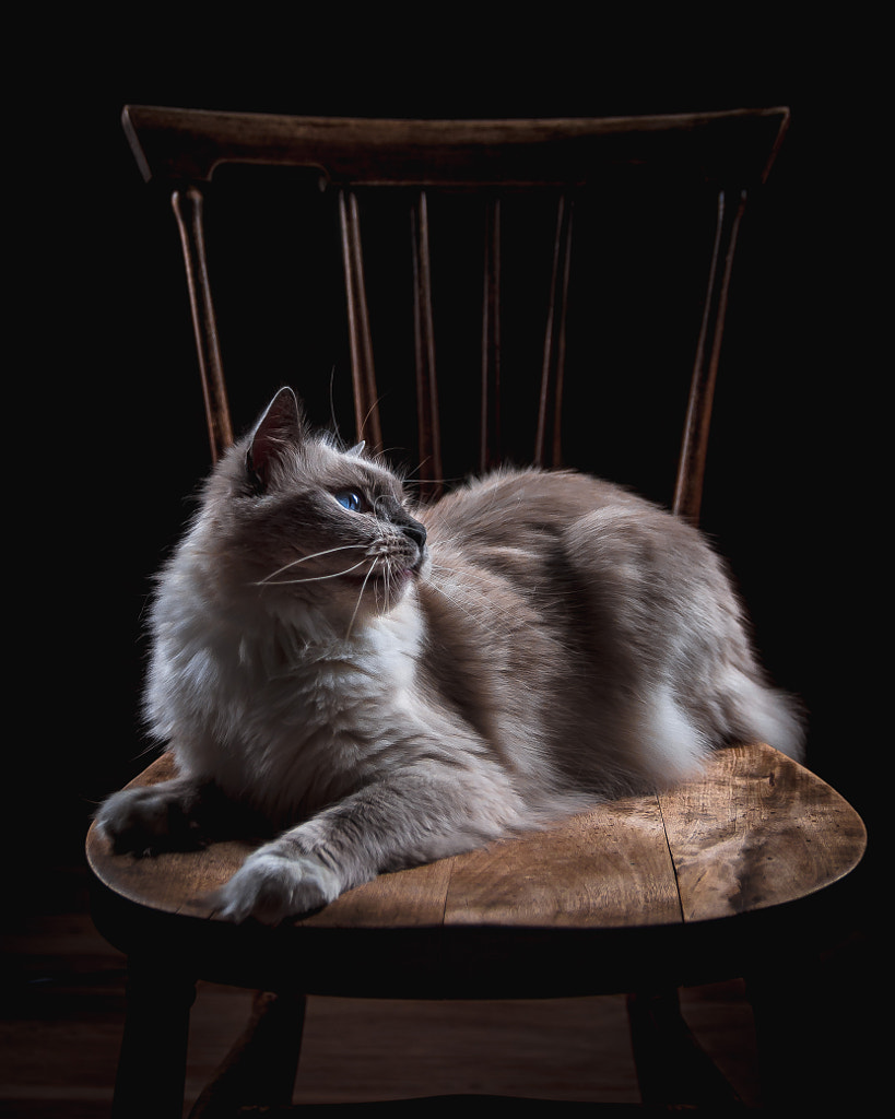 My ragdoll by Tobias Pettersson on 500px.com