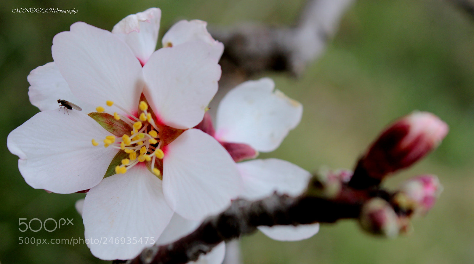 Canon EF-S 18-55mm F3.5-5.6 III sample photo. Spring flower photography