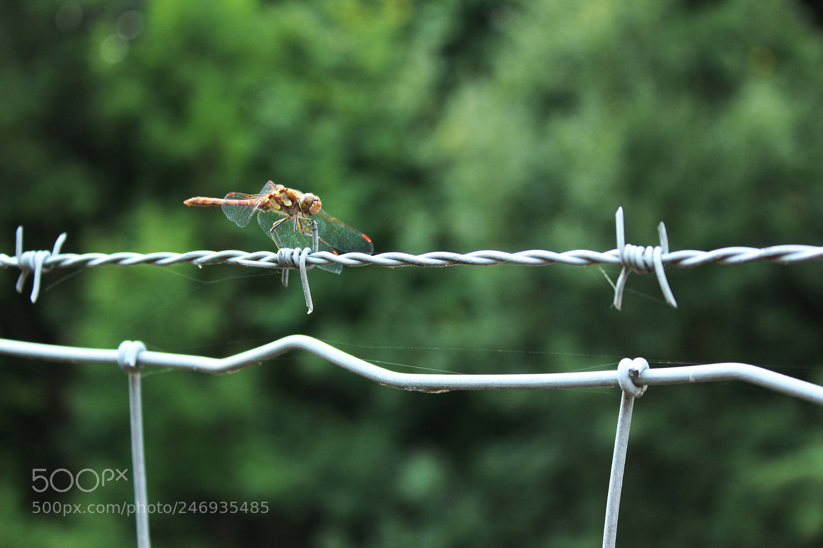 Canon EF-S 18-55mm F3.5-5.6 III sample photo. Petite pause photography