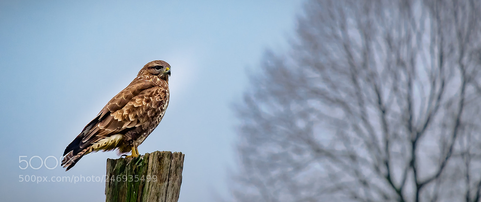 Fujifilm X-T1 sample photo. Buzzard in the morning photography