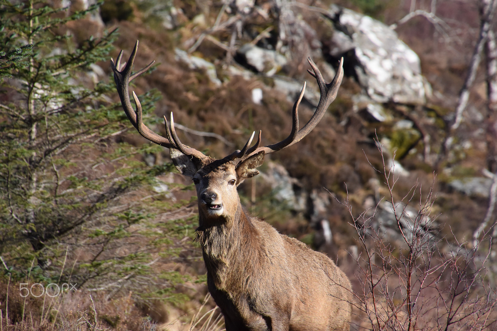 Nikon D7200 sample photo. Stag photography