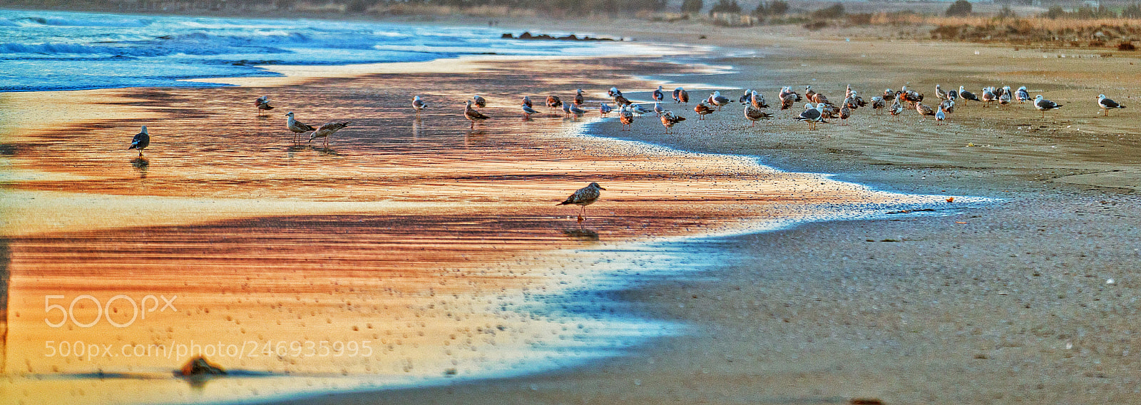 Sony a7R II sample photo. Sunset with seagulls photography