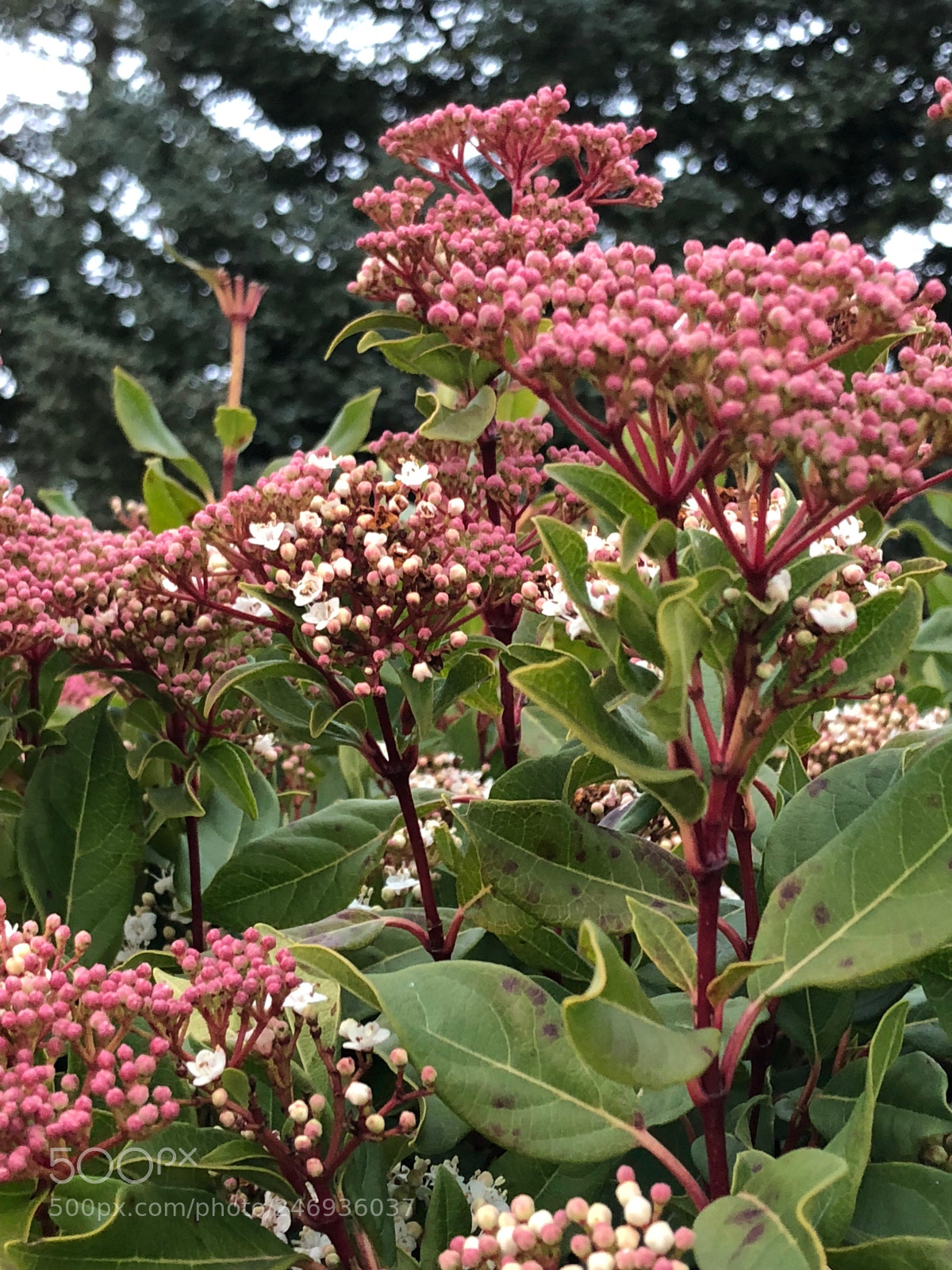 Apple iPhone 8 sample photo. Untitled photography