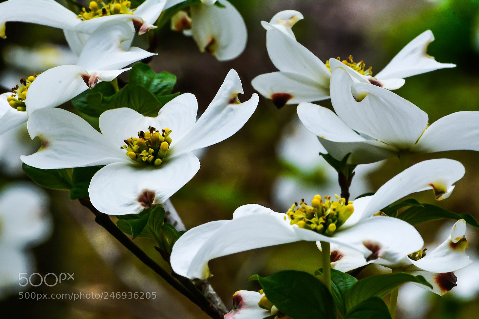 Nikon D5200 sample photo. Dogwood dream photography