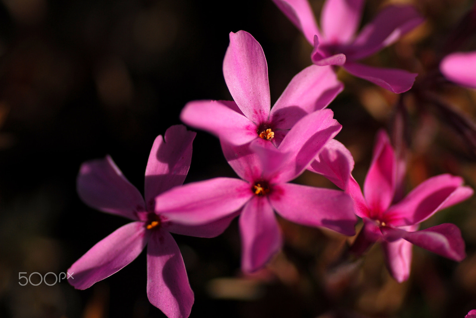 Nikon D200 sample photo. At sunny flower bed photography