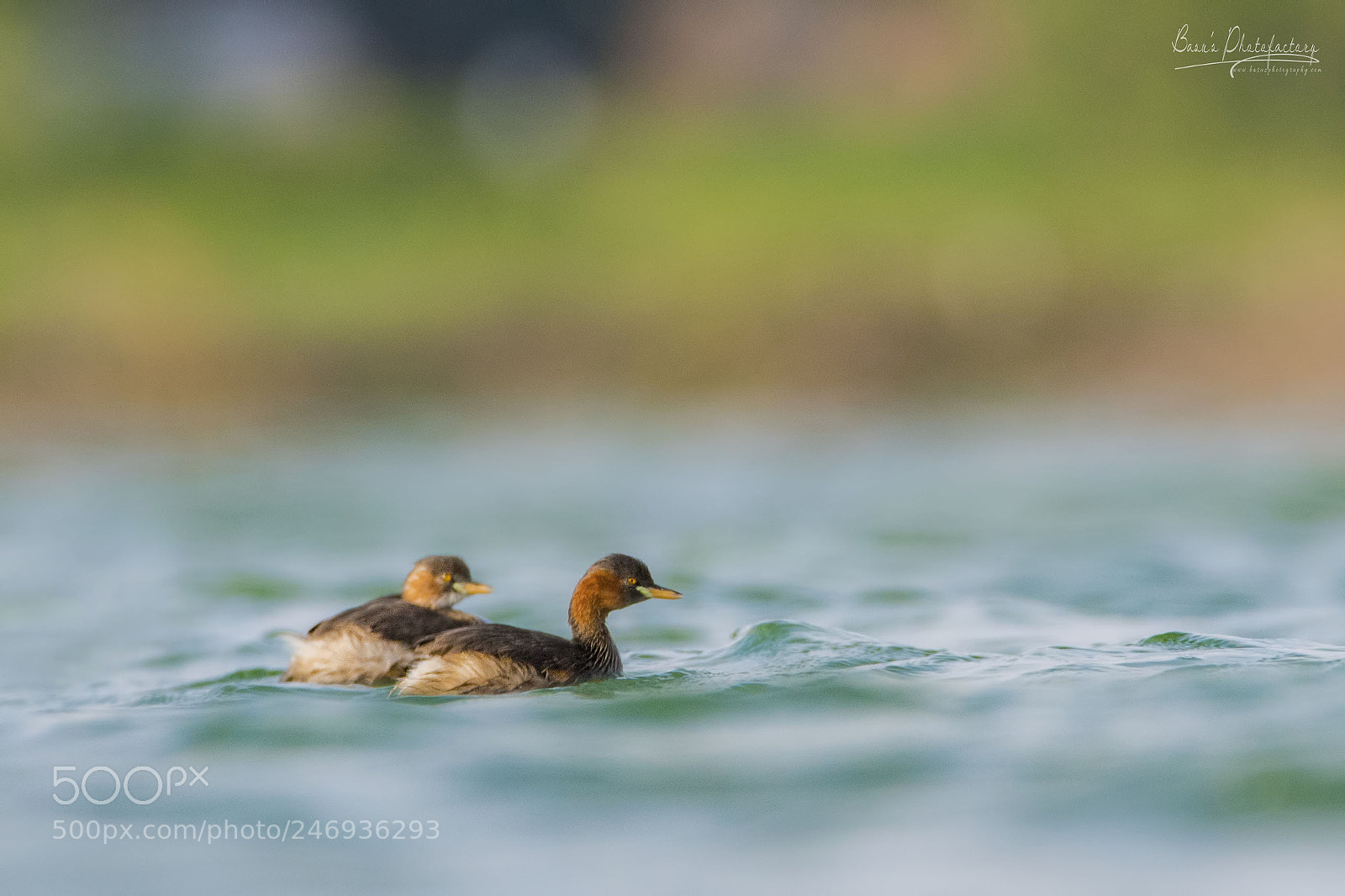 Nikon D810 sample photo. Little grebe photography