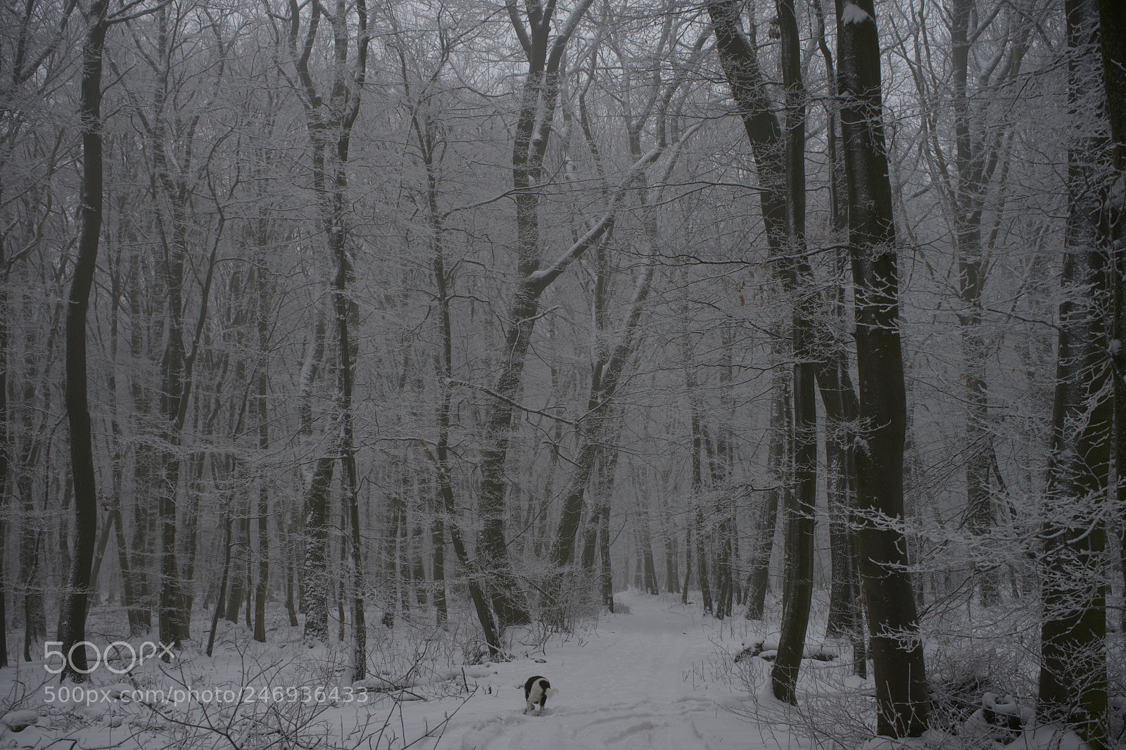 Sony a7 sample photo. Last mohican photography