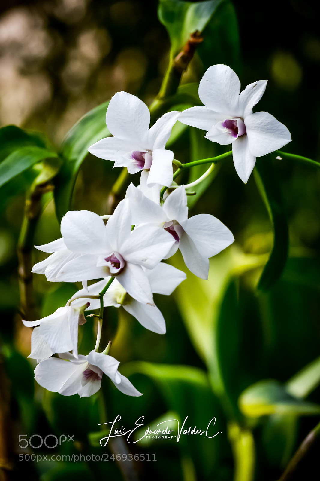 Nikon D7200 sample photo. Catheya photography