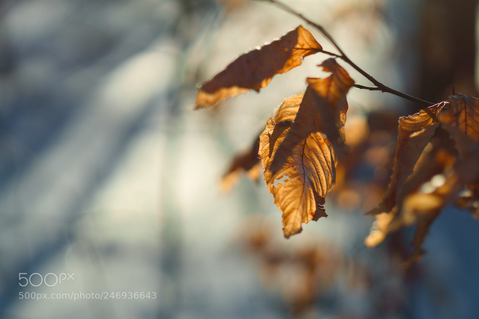 Sony a6500 sample photo. Warm leaves in a photography