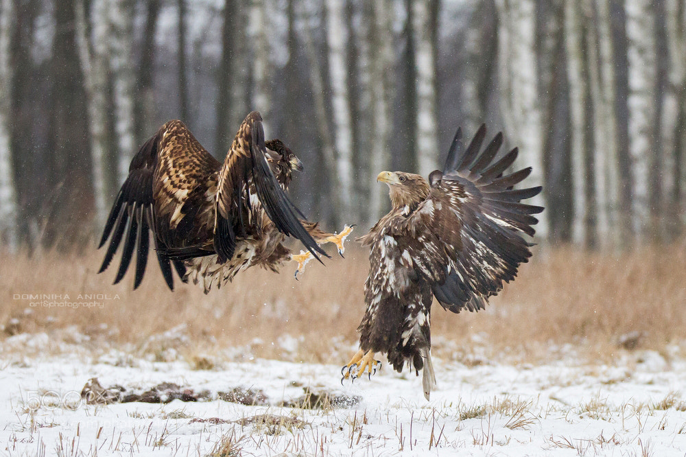 Canon EOS 7D sample photo. White-tailed eagle fight photography