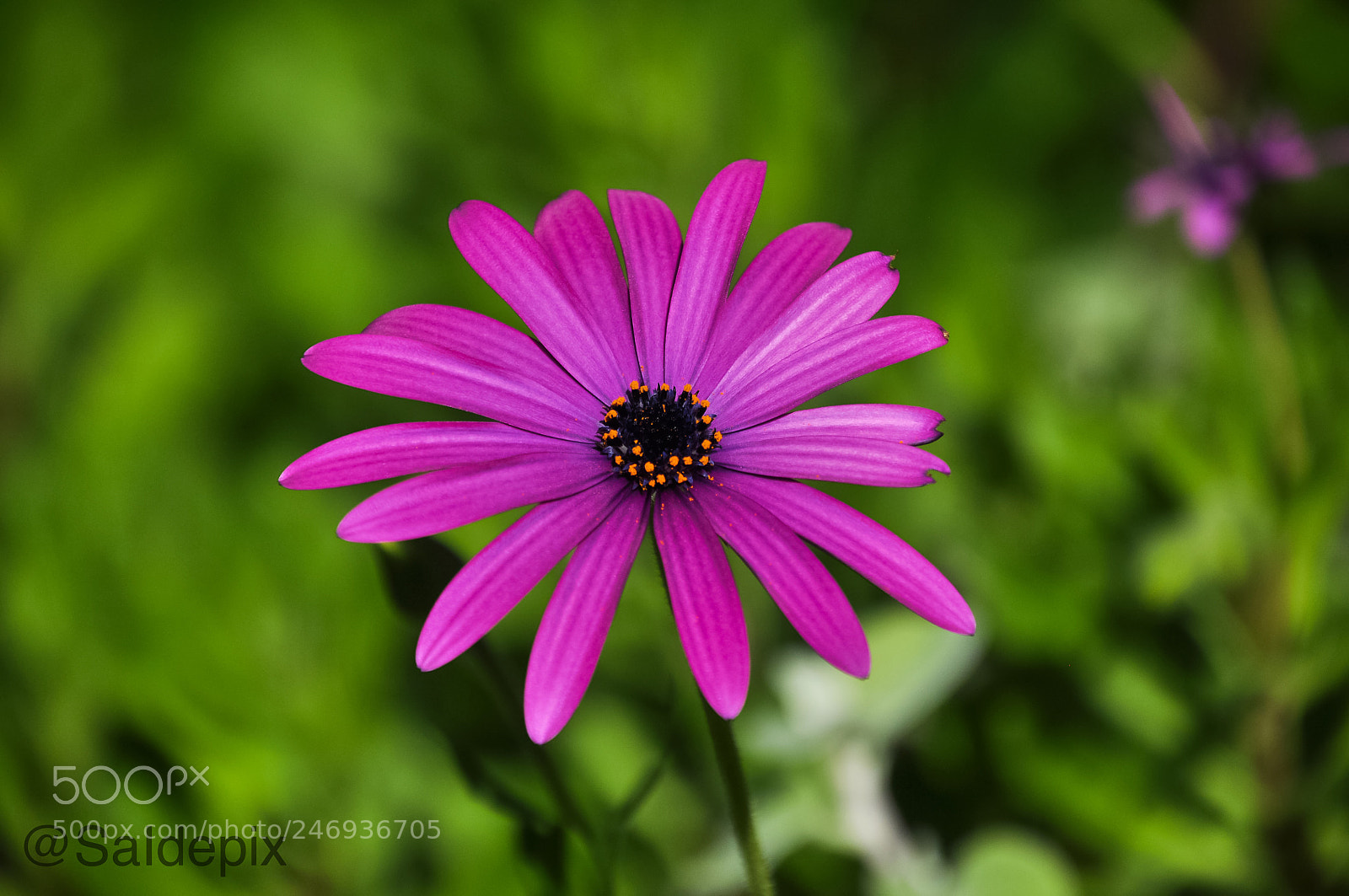 Nikon D5000 sample photo. Flower’s smile photography