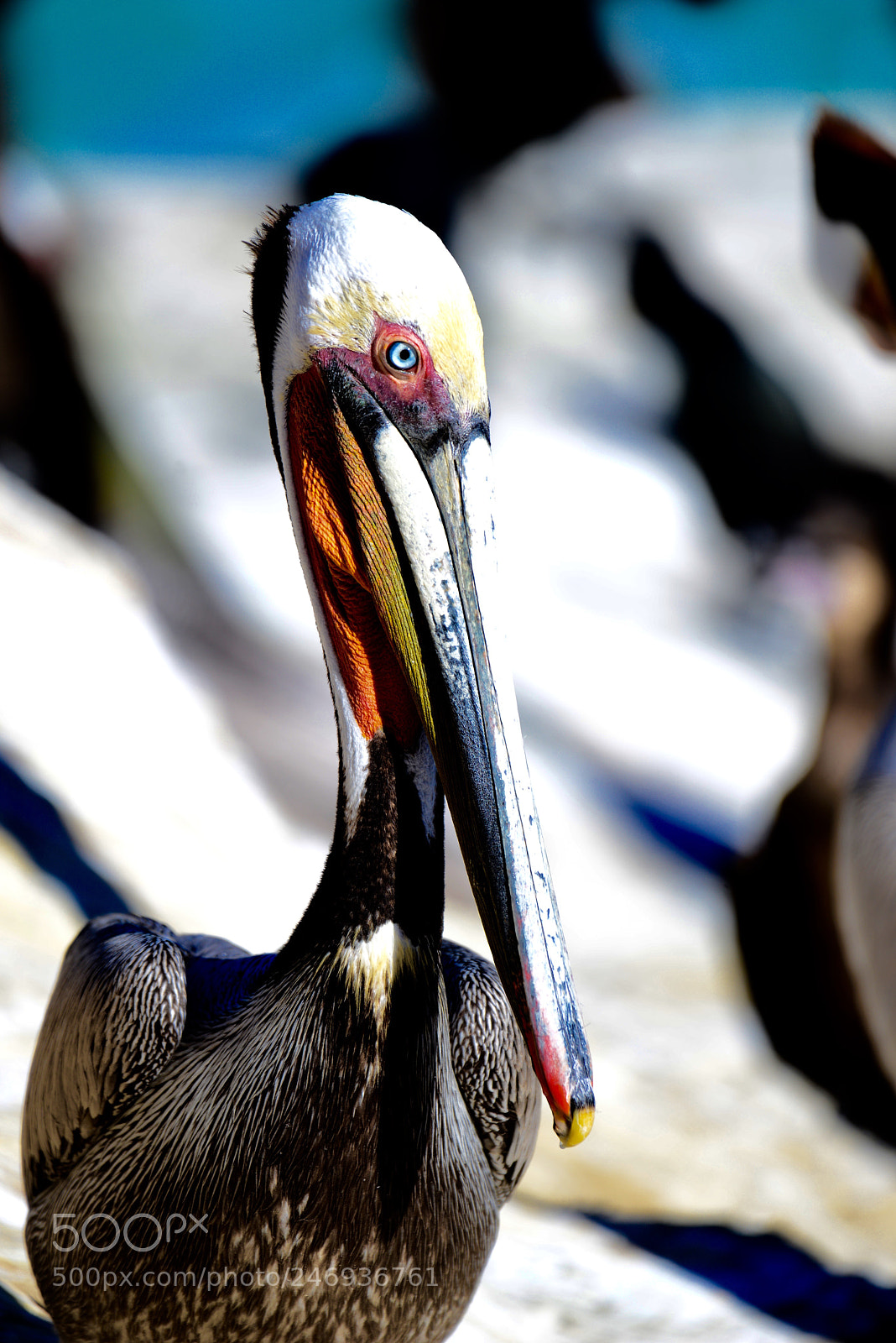 Nikon D800 sample photo. A contemplative brown pelican photography