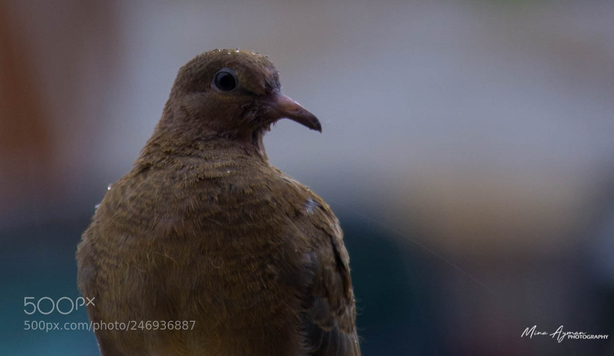 Nikon D7100 sample photo. Cairo, egypt photography