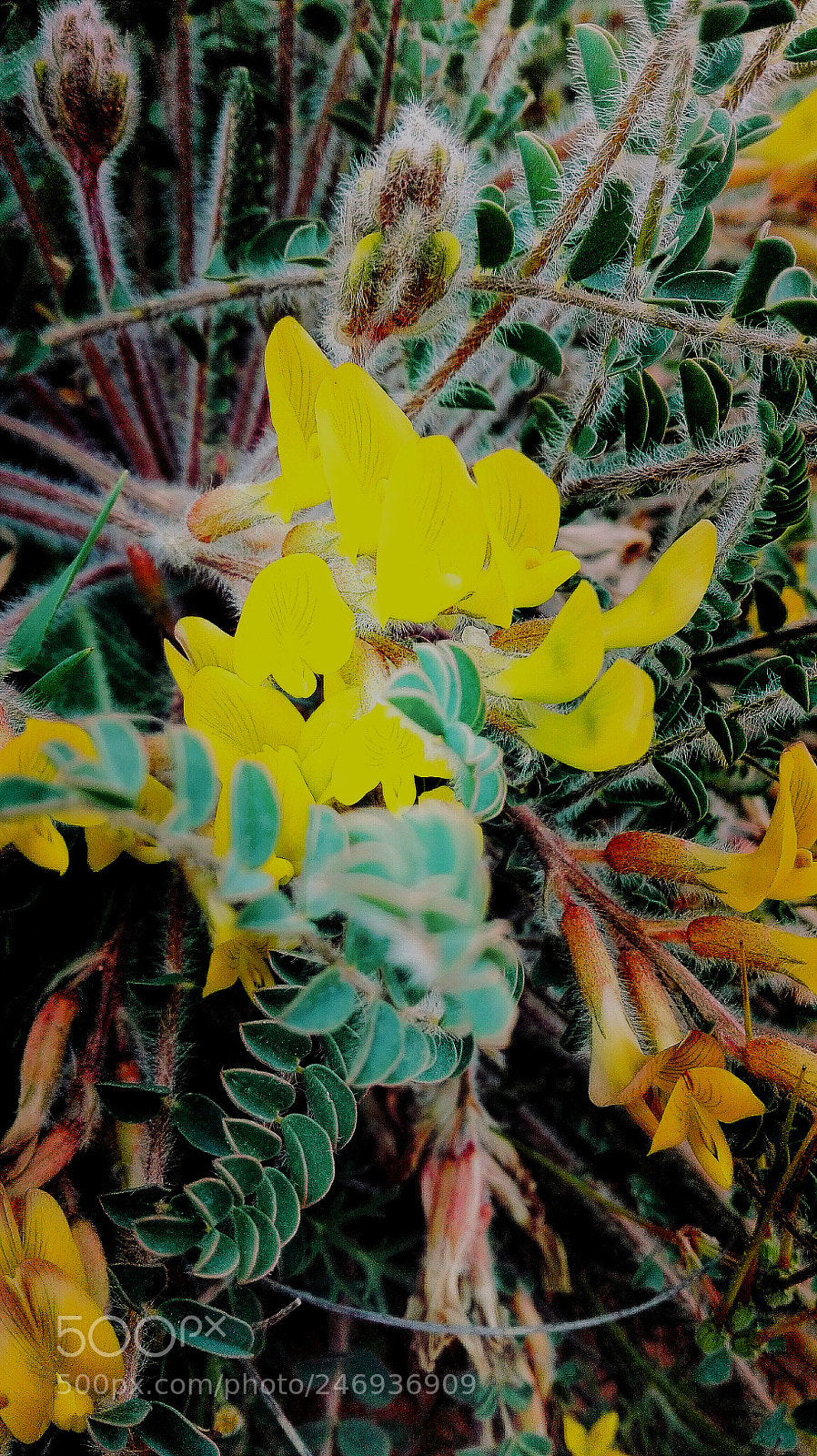 HUAWEI Y6II sample photo. Yellow shot photography