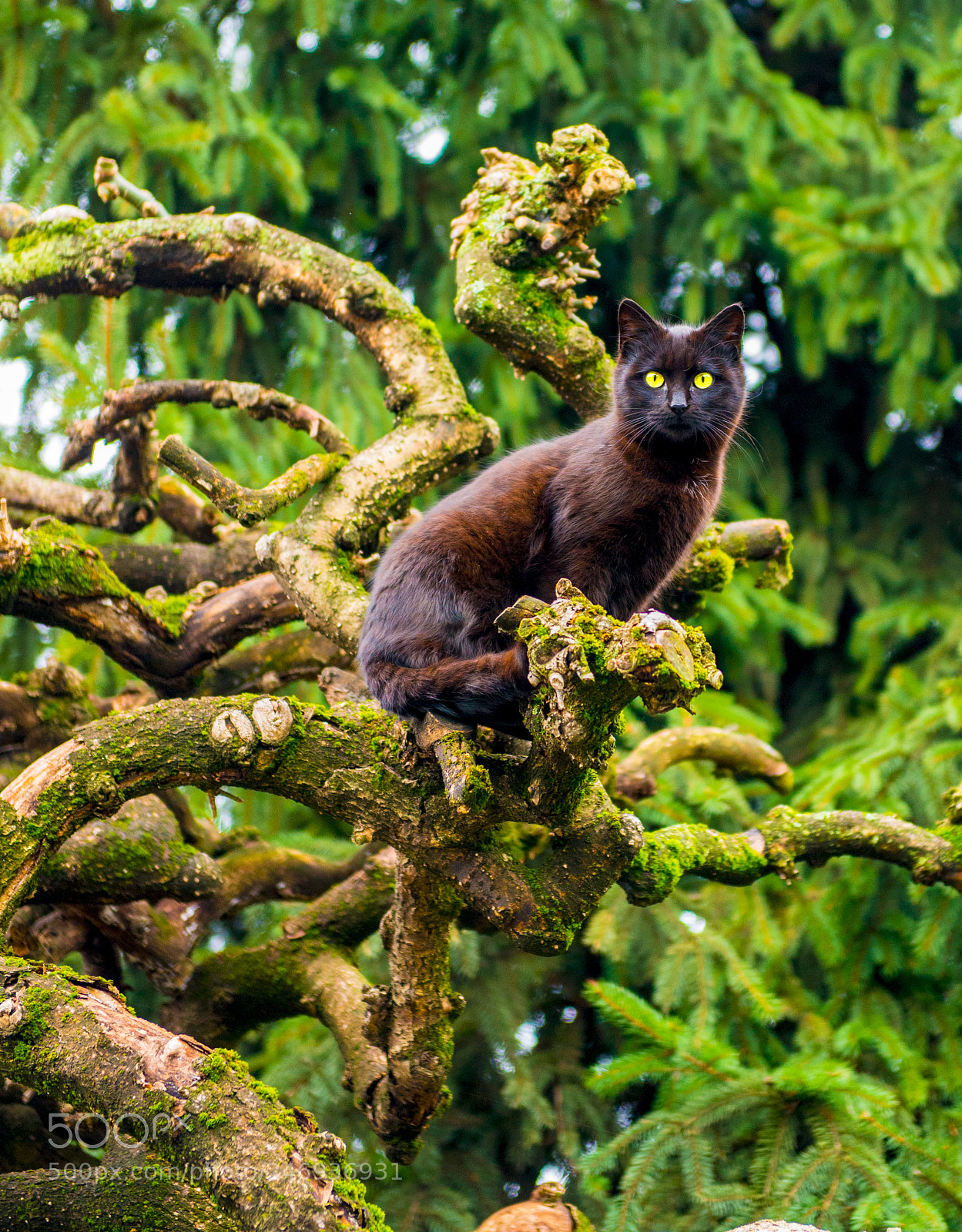 Nikon D610 sample photo. Gattone photography