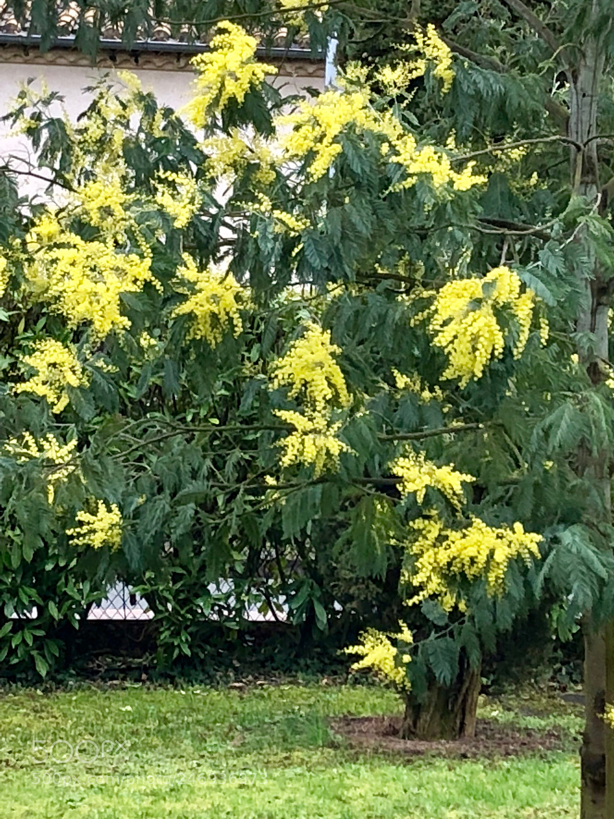 Apple iPhone 8 sample photo. Mimosa ... photography