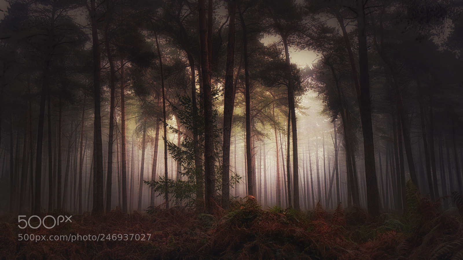 Sony a7R sample photo. Foggy memory photography