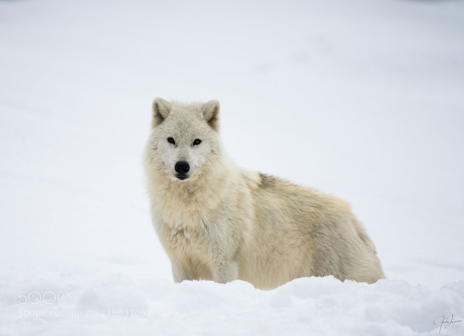 Sony a7R II sample photo. Arctic wolf photography