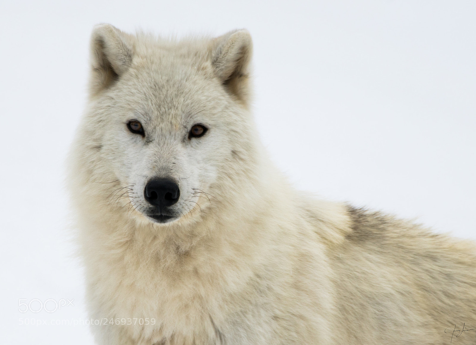 Sony a7R II sample photo. Arctic wolf portrait photography