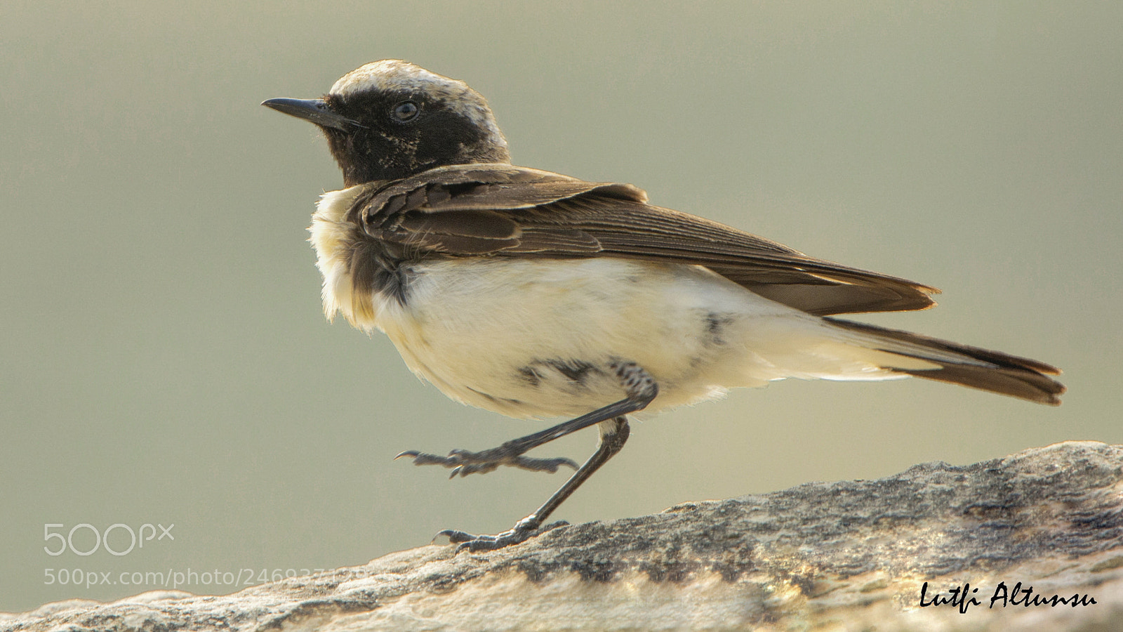 Nikon D7100 sample photo. Finsch s wheatear aks photography
