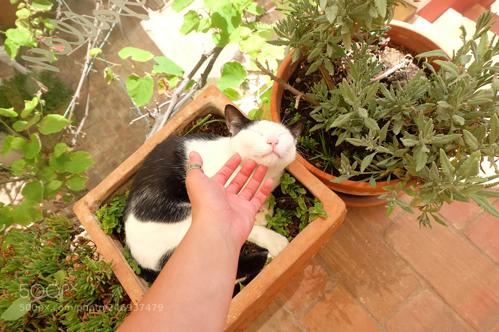 Fujifilm X-M1 sample photo. Friendly soul photography