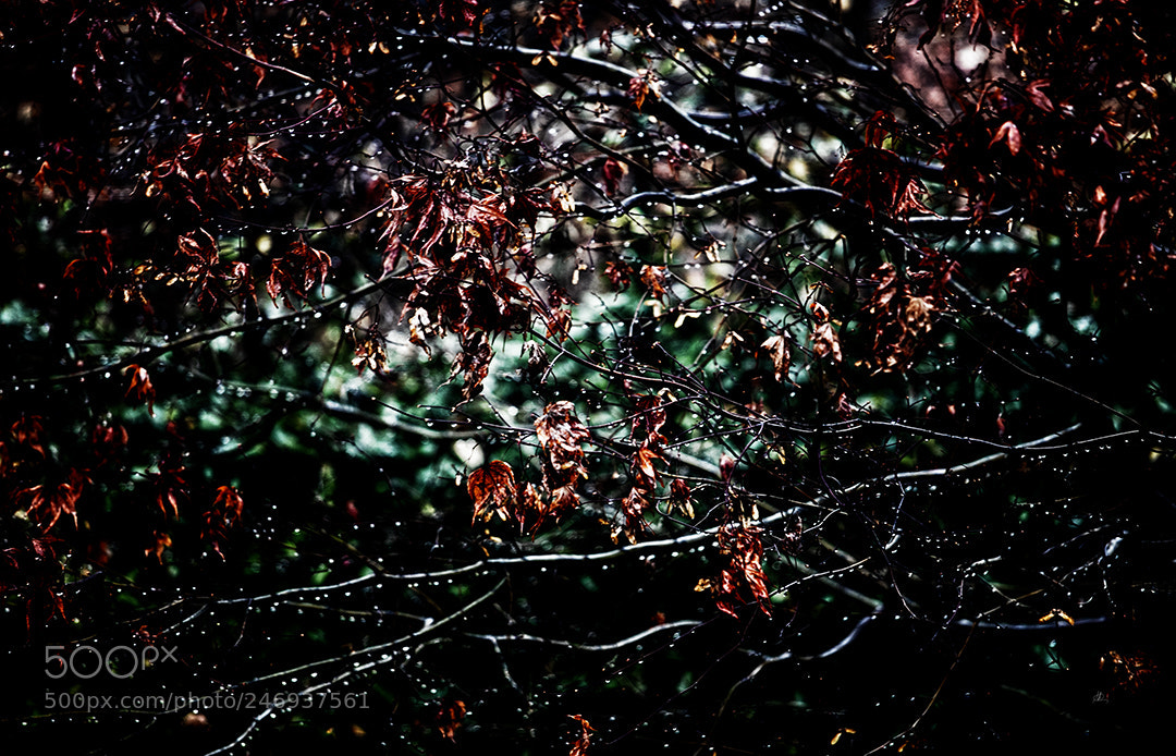 Canon EOS 5DS R sample photo. Nature: nothing elegiac photography