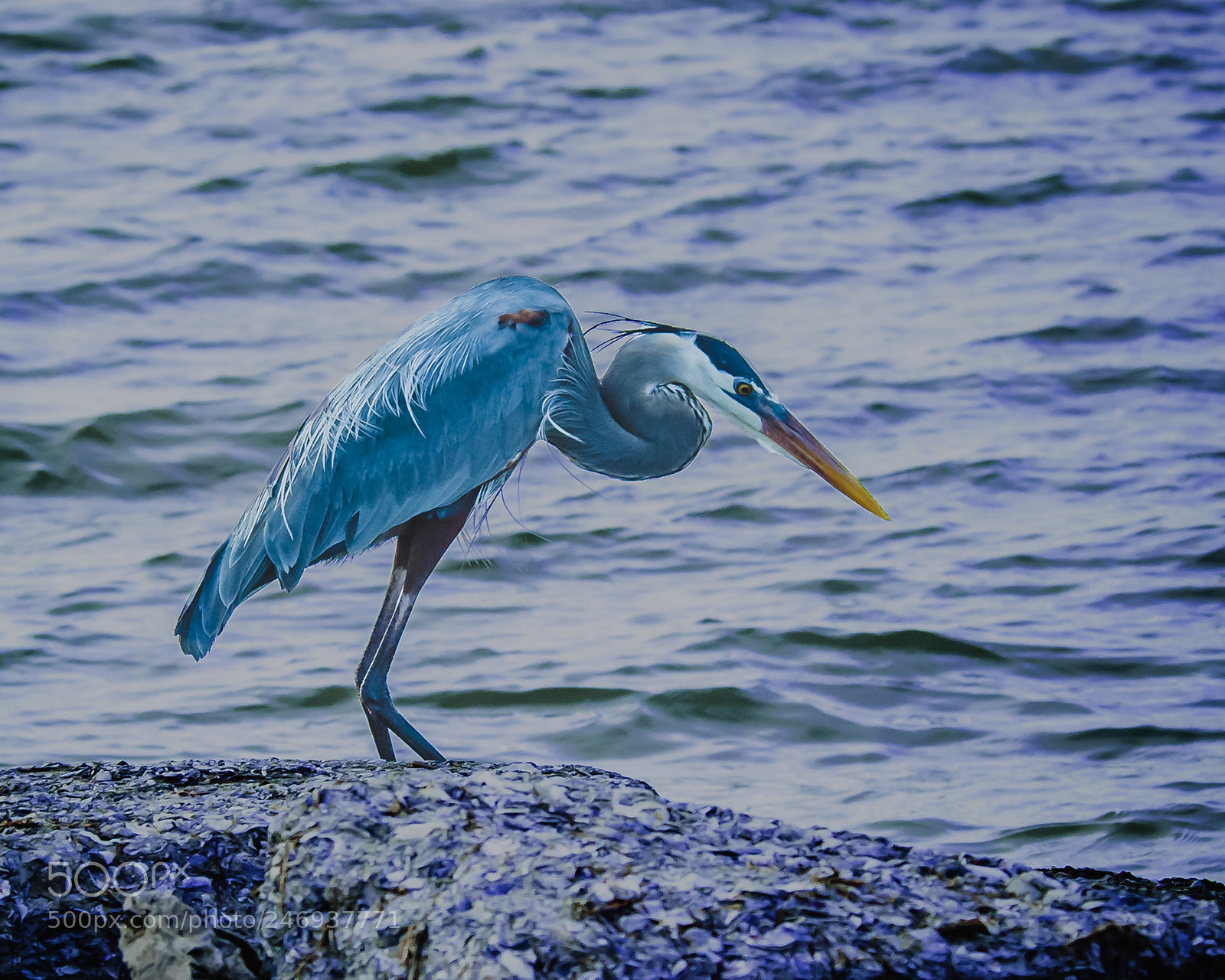 Nikon D200 sample photo. Blue heron 2 photography