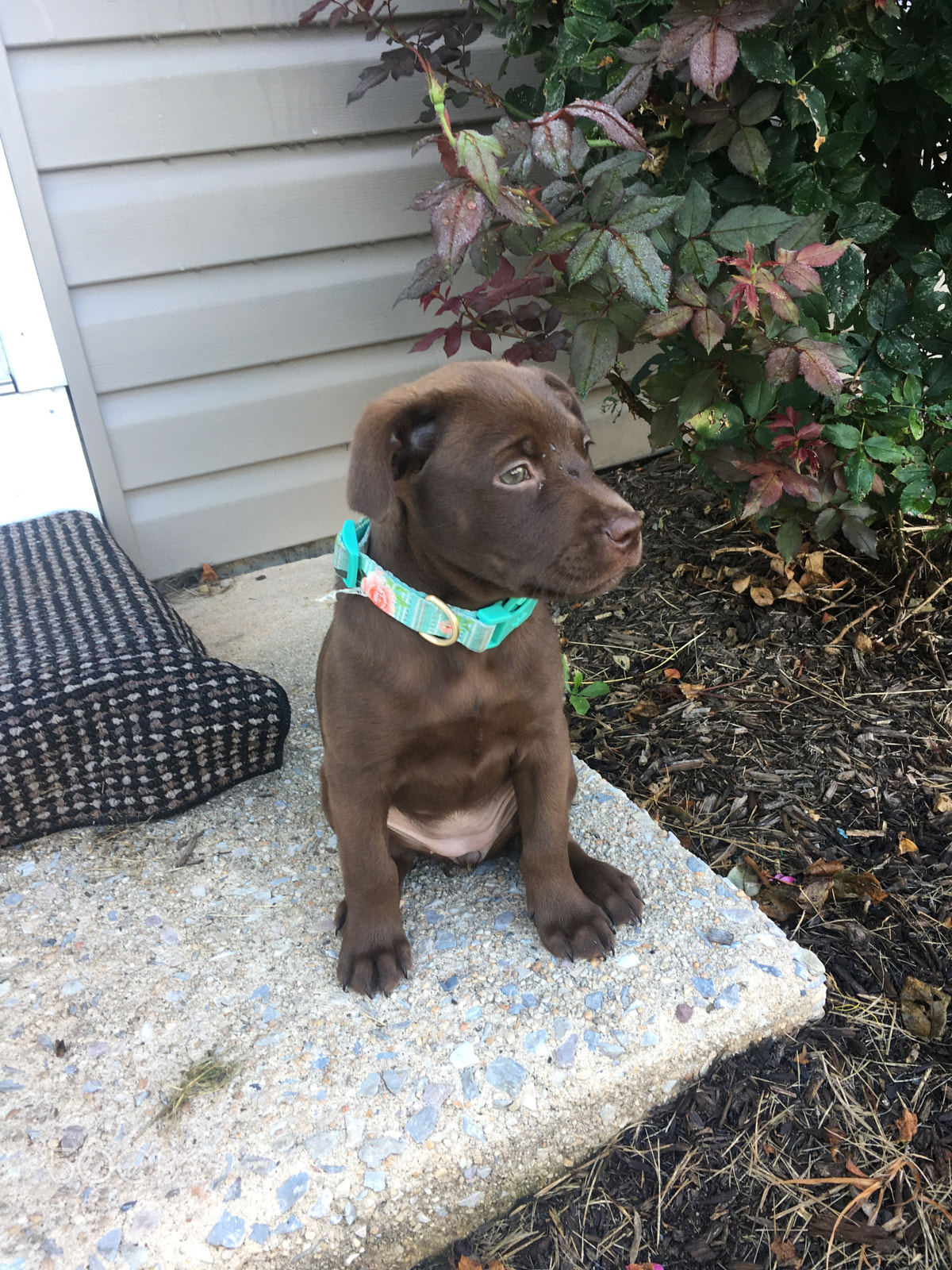 Apple iPhone 6s sample photo. Young pup photography