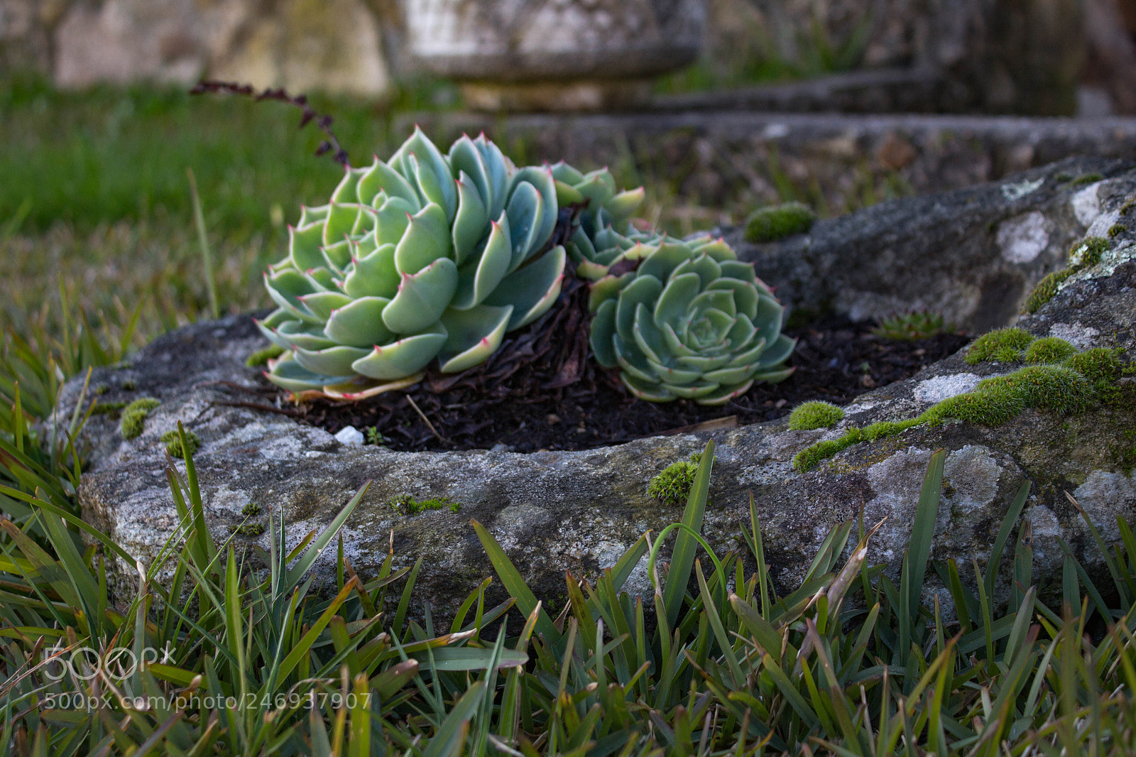 Canon EOS 700D (EOS Rebel T5i / EOS Kiss X7i) sample photo. Img photography