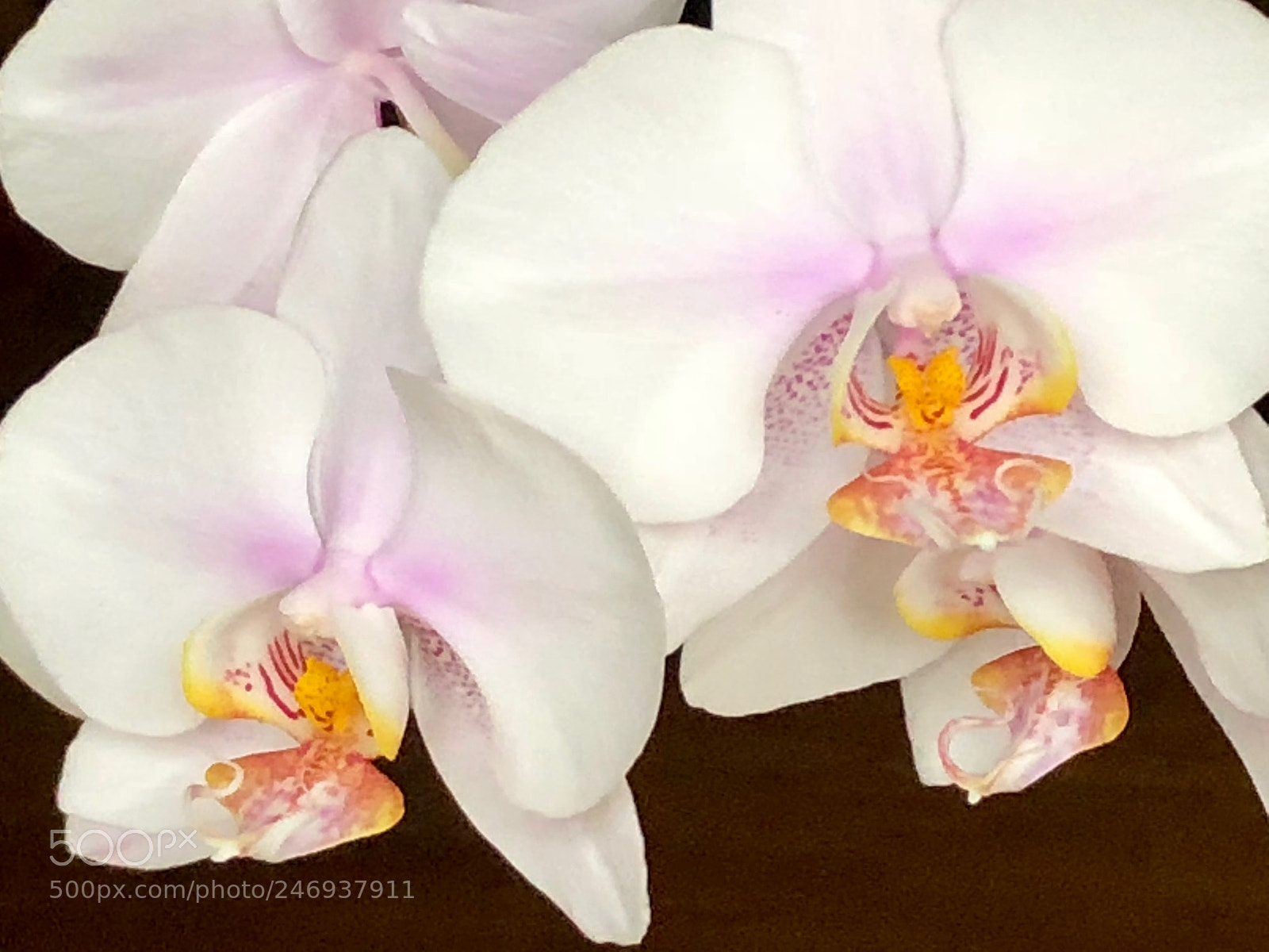 Apple iPhone 8 sample photo. Orchidée photography