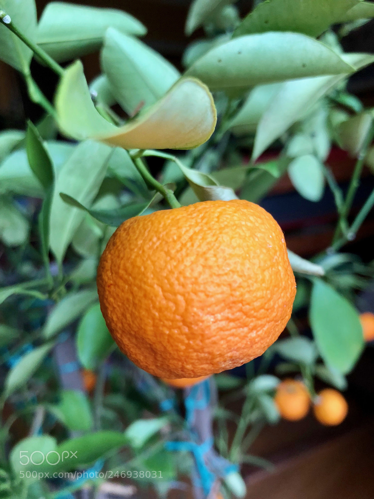 Apple iPhone 8 sample photo. Mandarinier photography