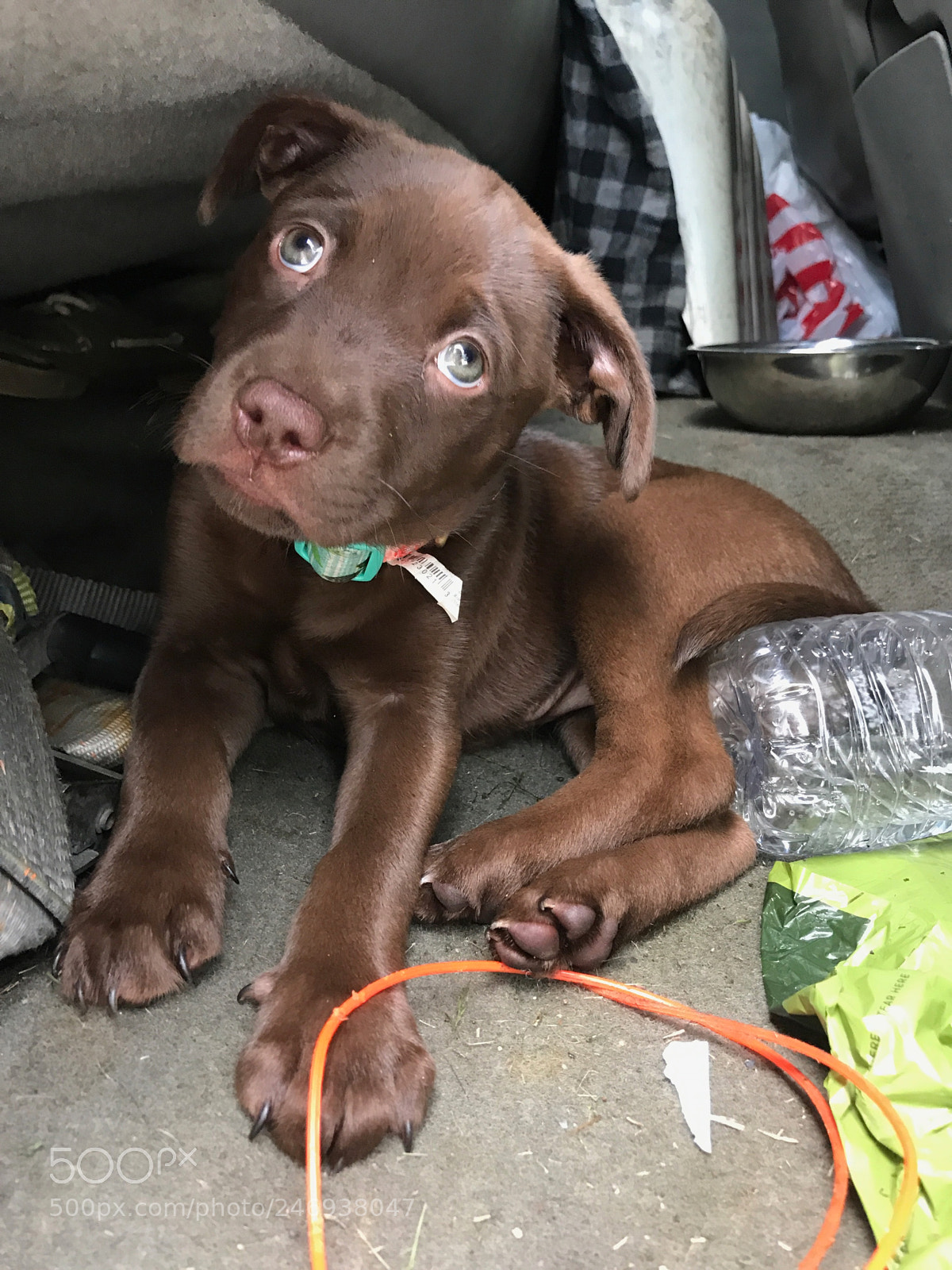 Apple iPhone 7 Plus sample photo. Young pup photography
