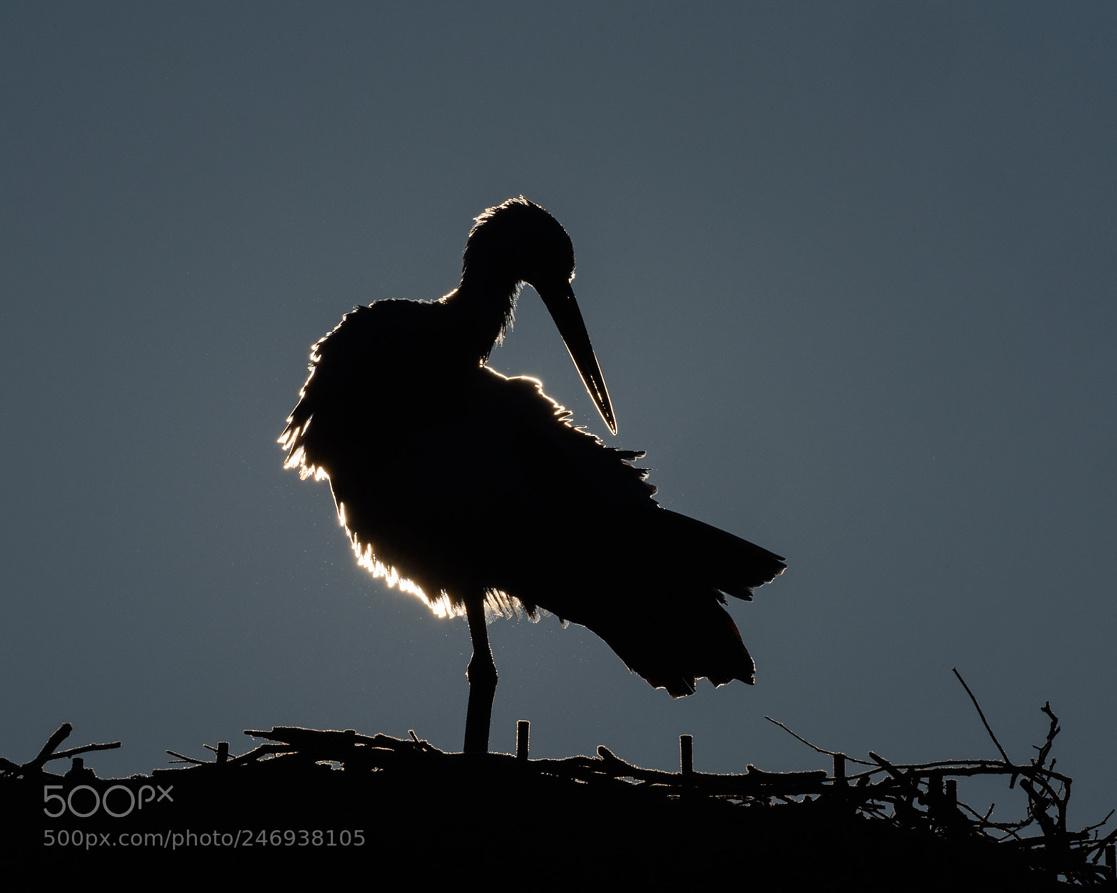 Nikon D750 sample photo. Stork's sunrise photography