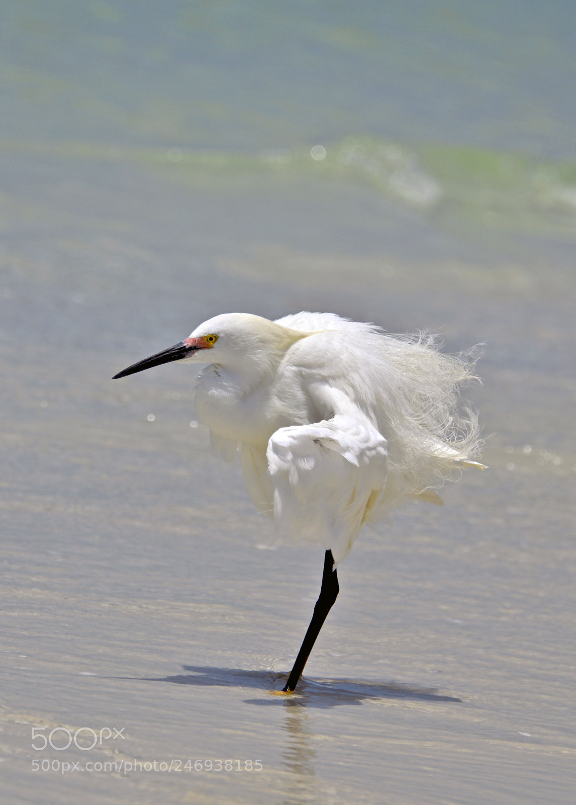 Nikon D3200 sample photo. White egret on a photography