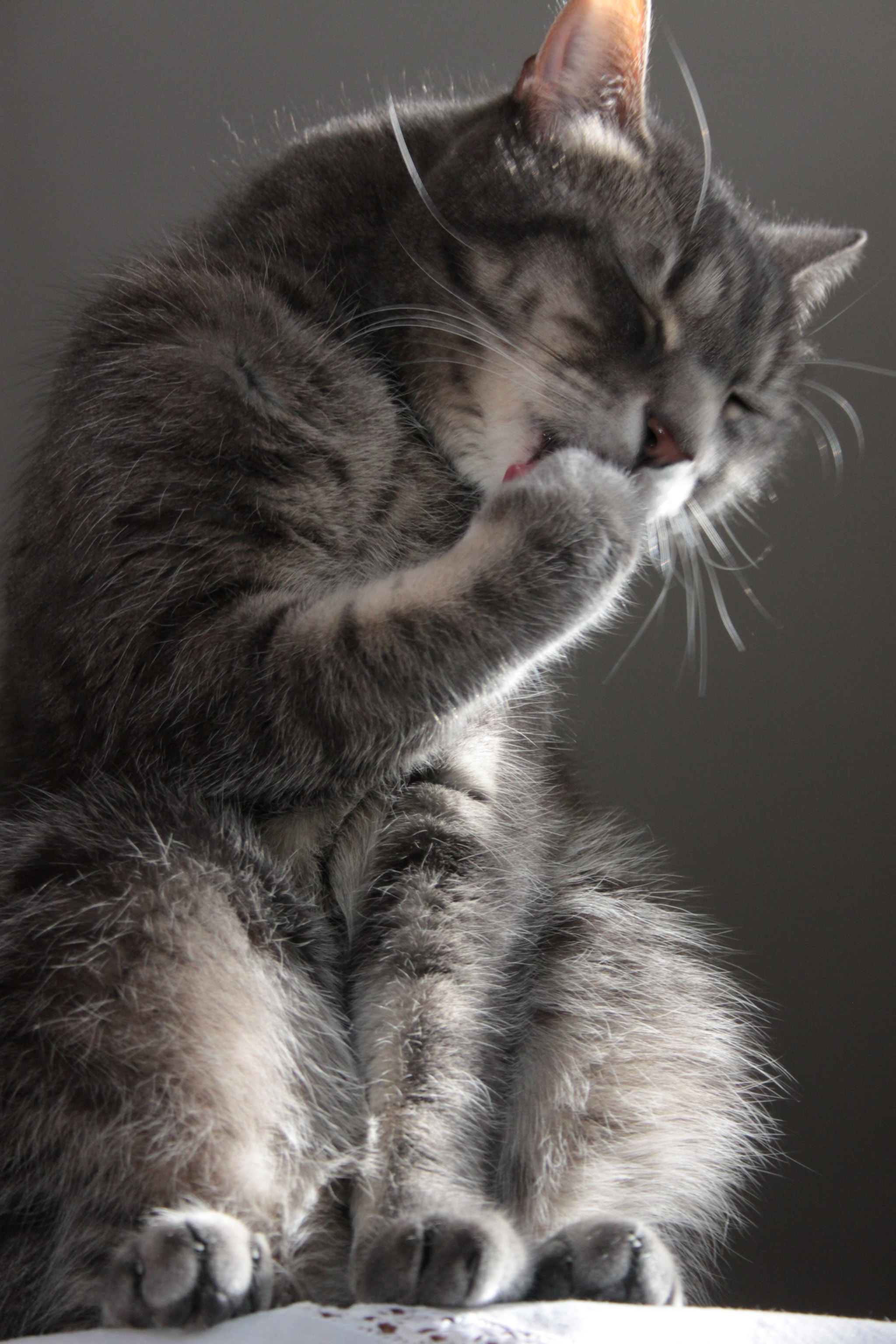 Canon EOS 50D sample photo. Washing her paw photography