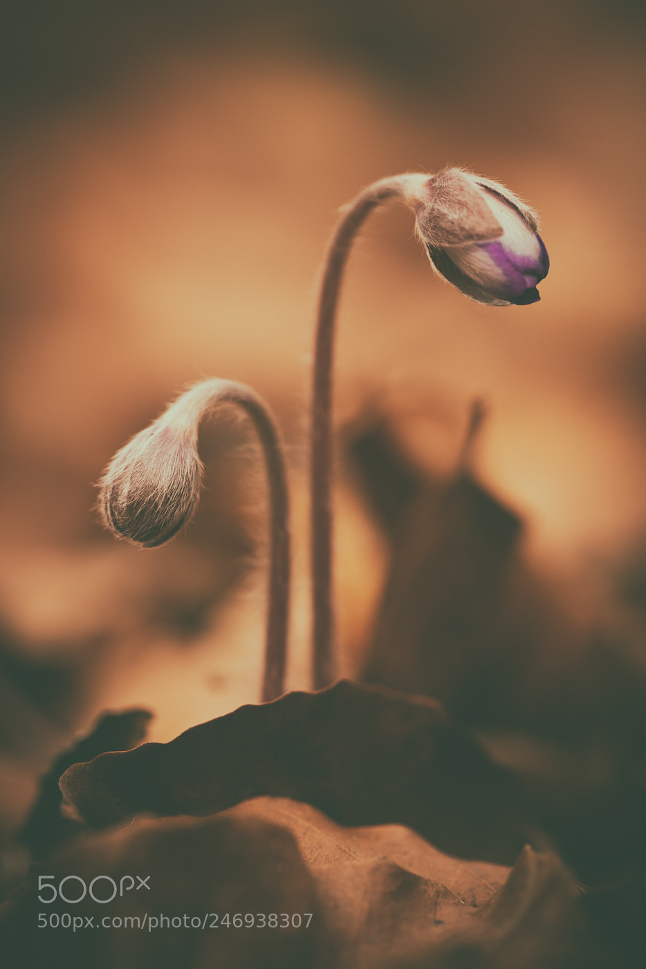 Nikon D800 sample photo. Waiting for spring to photography