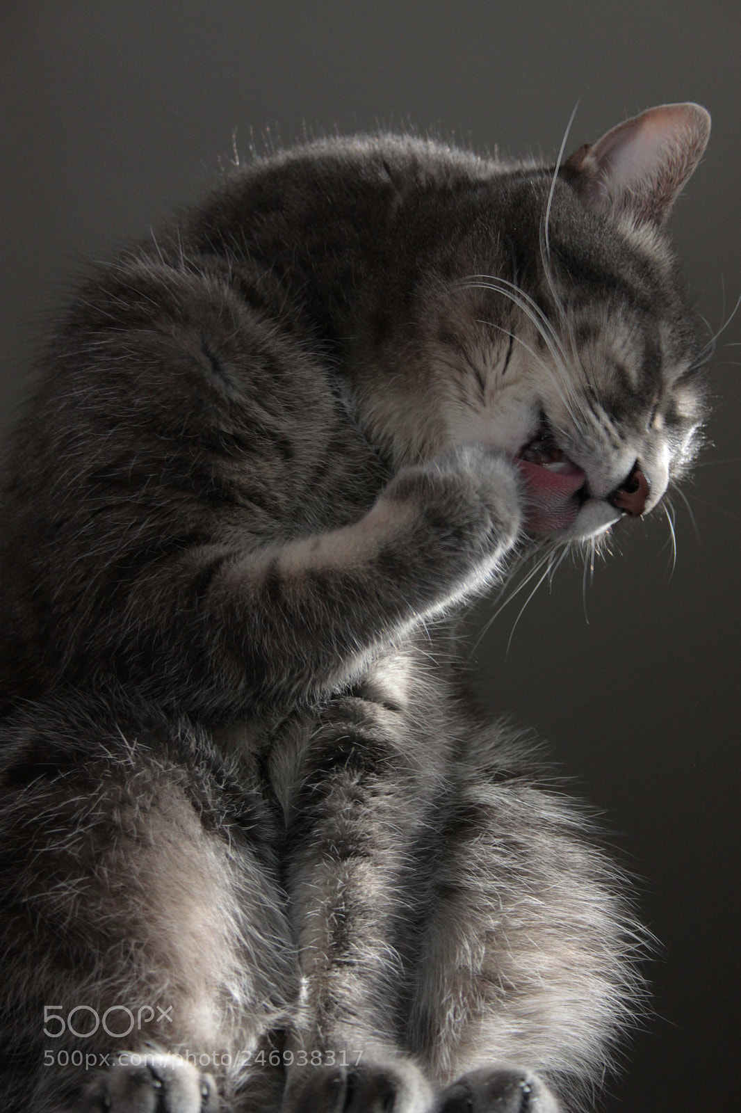 Canon EOS 50D sample photo. Cat cleaning her paw 2 photography
