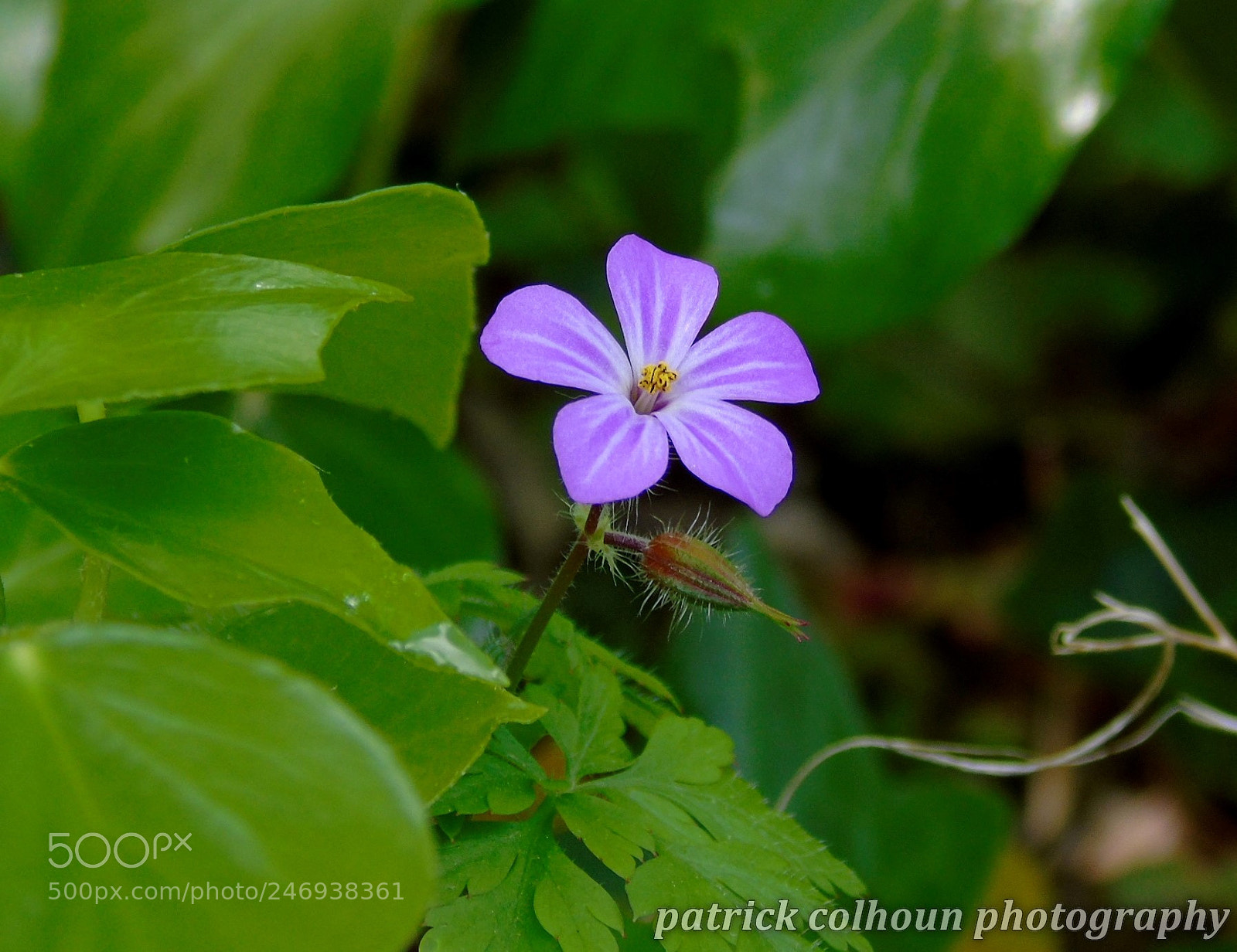 Sony Cyber-shot DSC-H400 sample photo. Wild flower photography