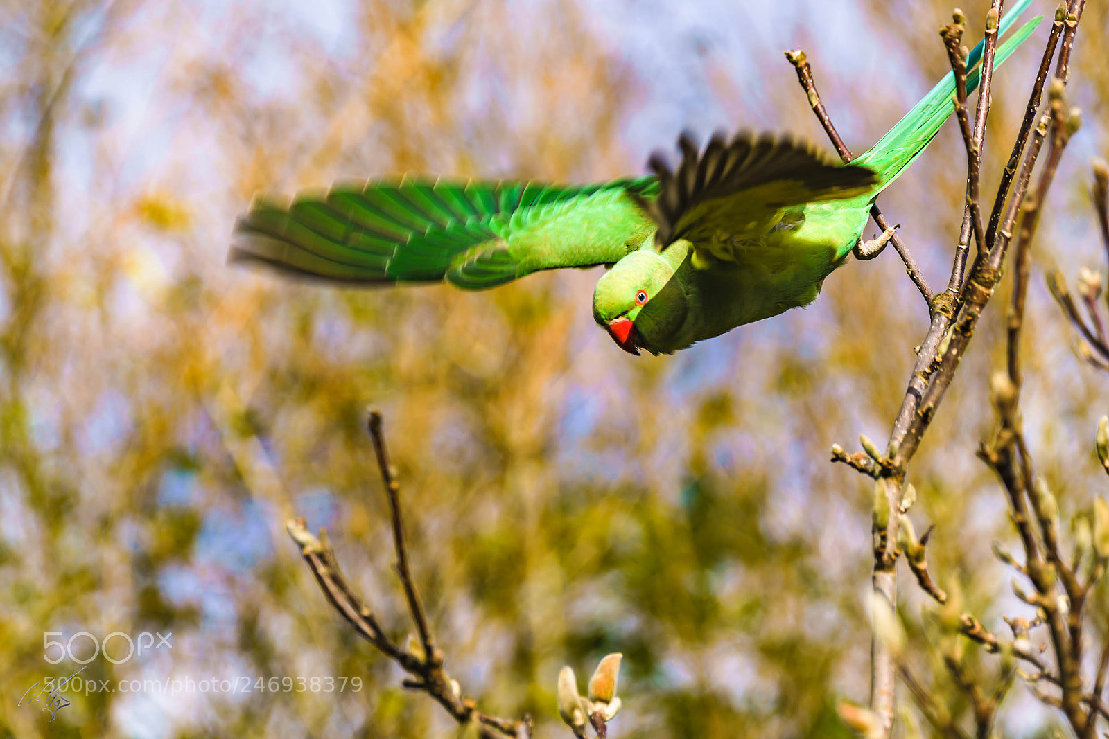 Sony a7R II sample photo. Flying photography