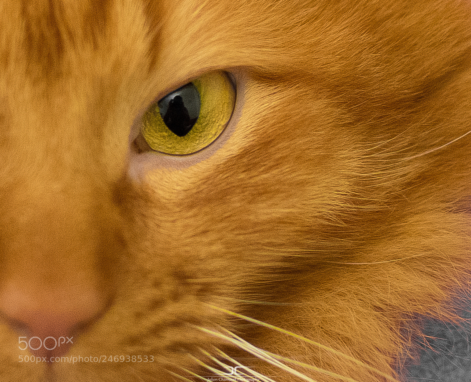 Nikon D5200 sample photo. Domestic lion photography
