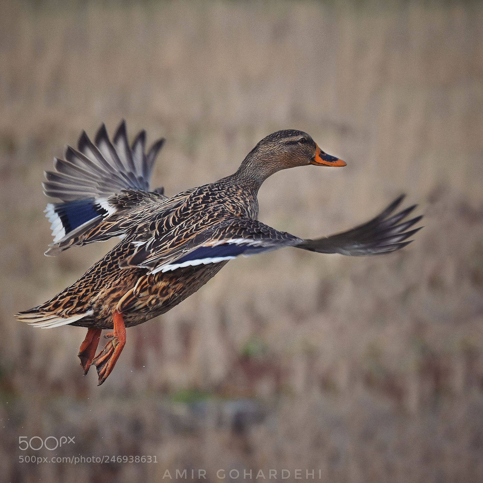 Nikon D7200 sample photo. Mallard  photography