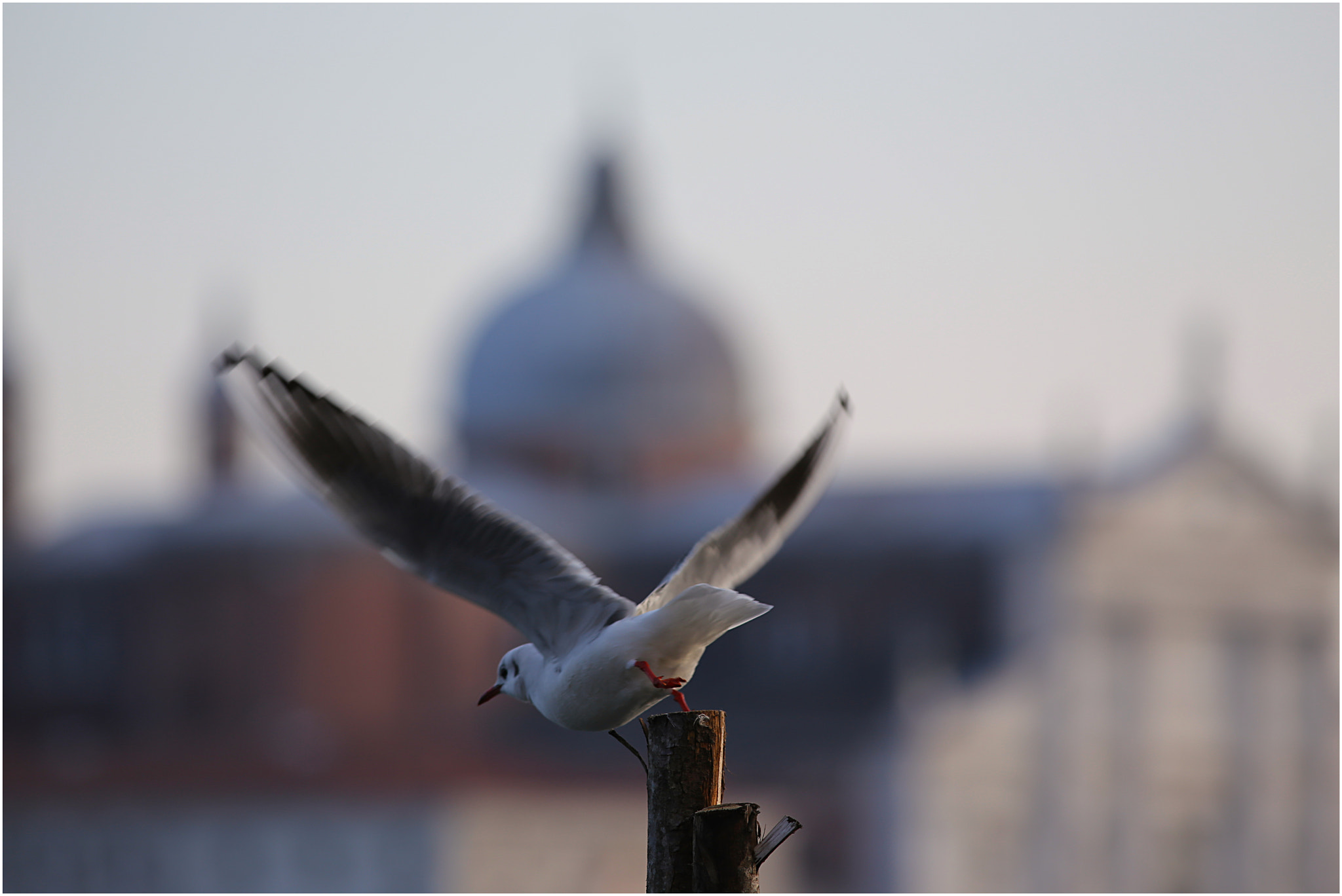 Canon EOS 6D + Canon EF 300mm F4L IS USM sample photo. The flight photography