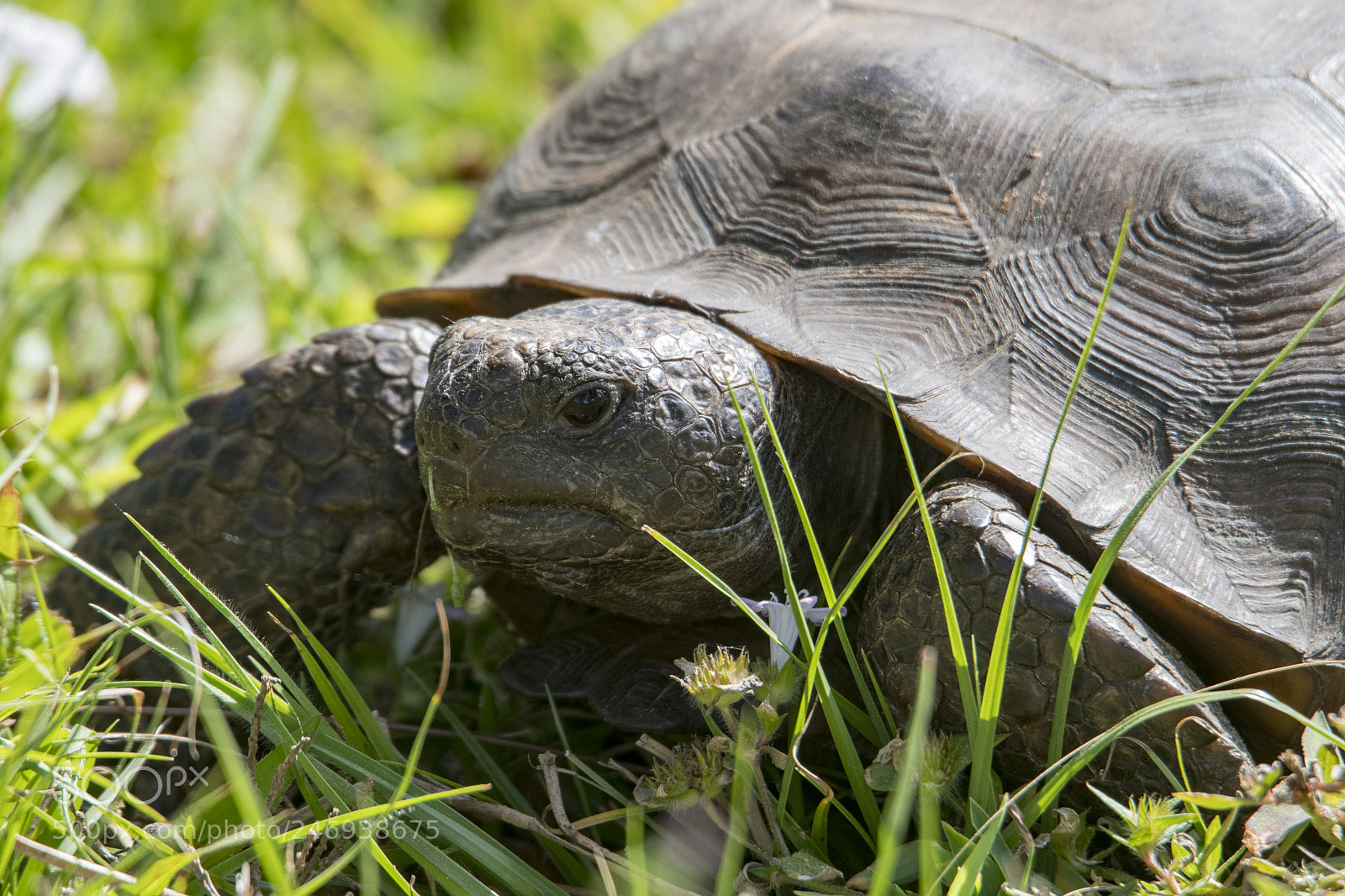 Nikon D500 sample photo. Tortoise photography