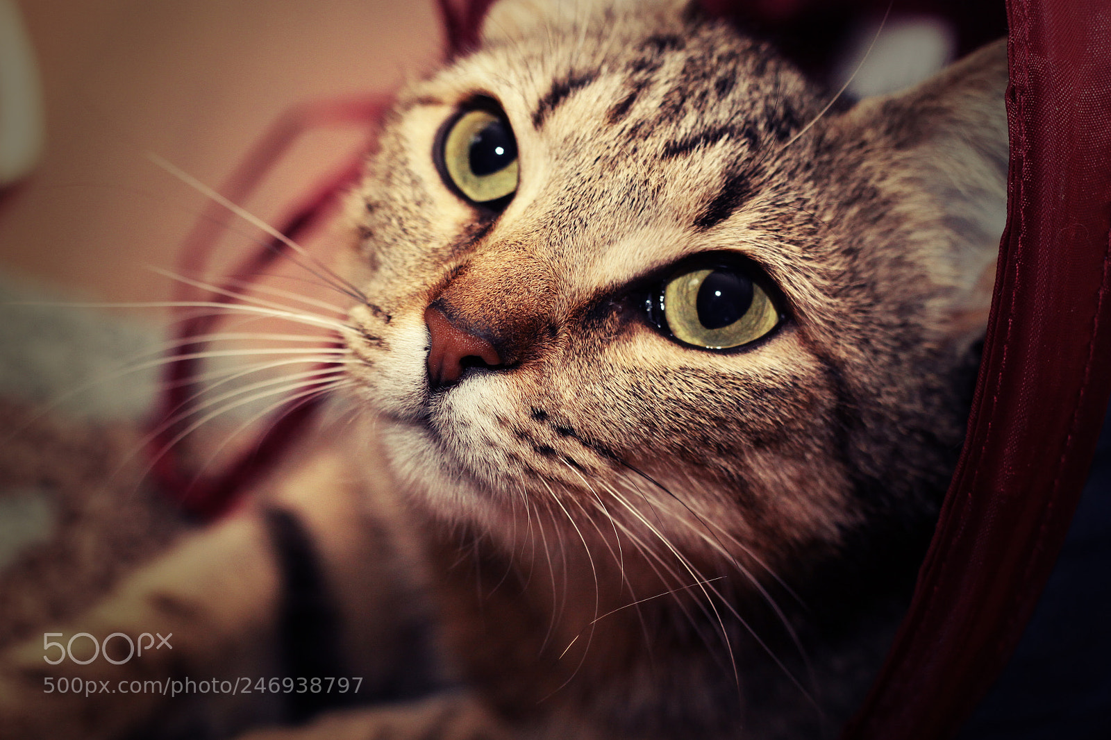 Canon EOS 50D sample photo. Portrait of a cat photography