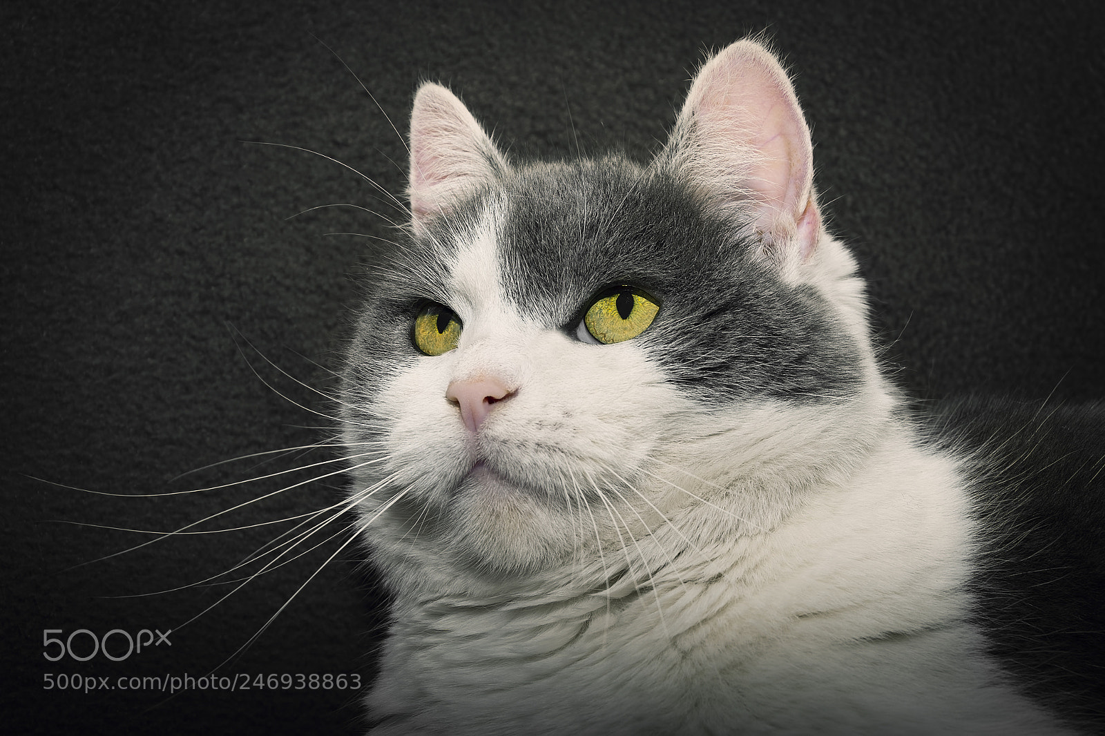 Nikon D5200 sample photo. Micu photography