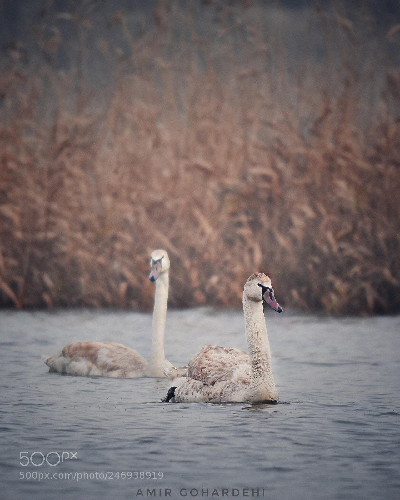 Nikon D7200 sample photo. Mute swan... photography